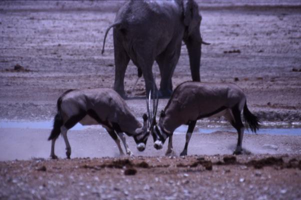 Waterhole 
