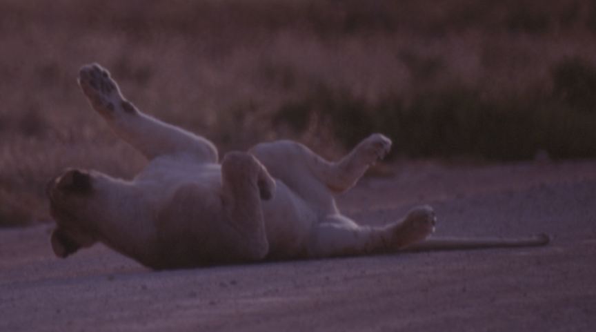 Lioness on the road 