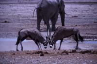 Waterhole 