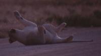 Lioness on the road 