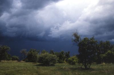 Moremi 