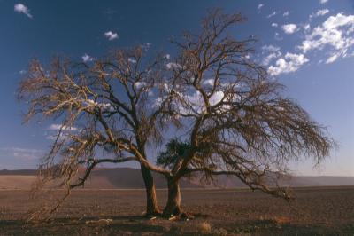 Tree Dune 45 