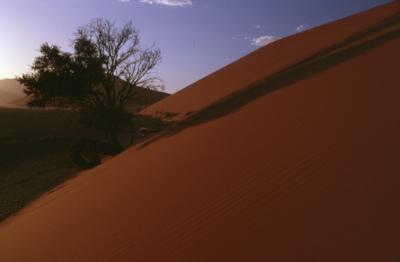 Dune 45 