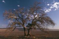 Tree Dune 45 