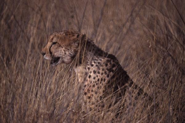 Cheeta 