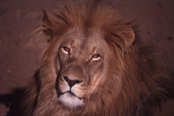 Lying Lion 